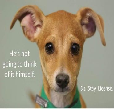 sit.stay.license