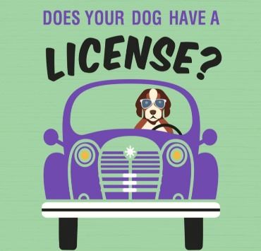 Dog License Car
