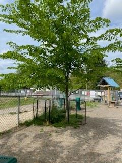 Dog Park Elm Tree