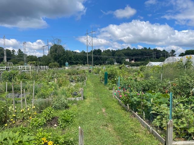 Community Garden A
