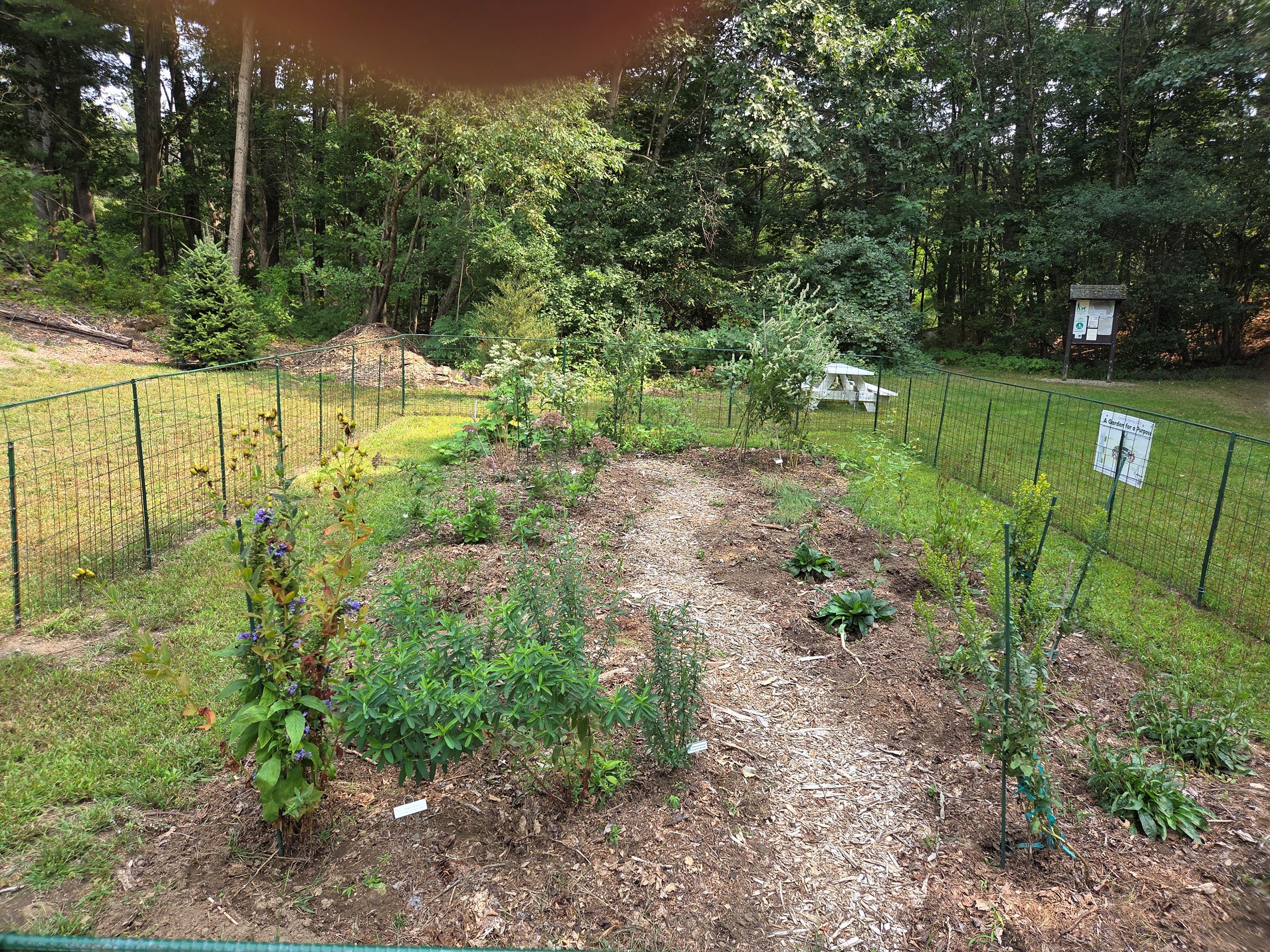Pollinator Garden