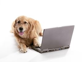 golden on computer